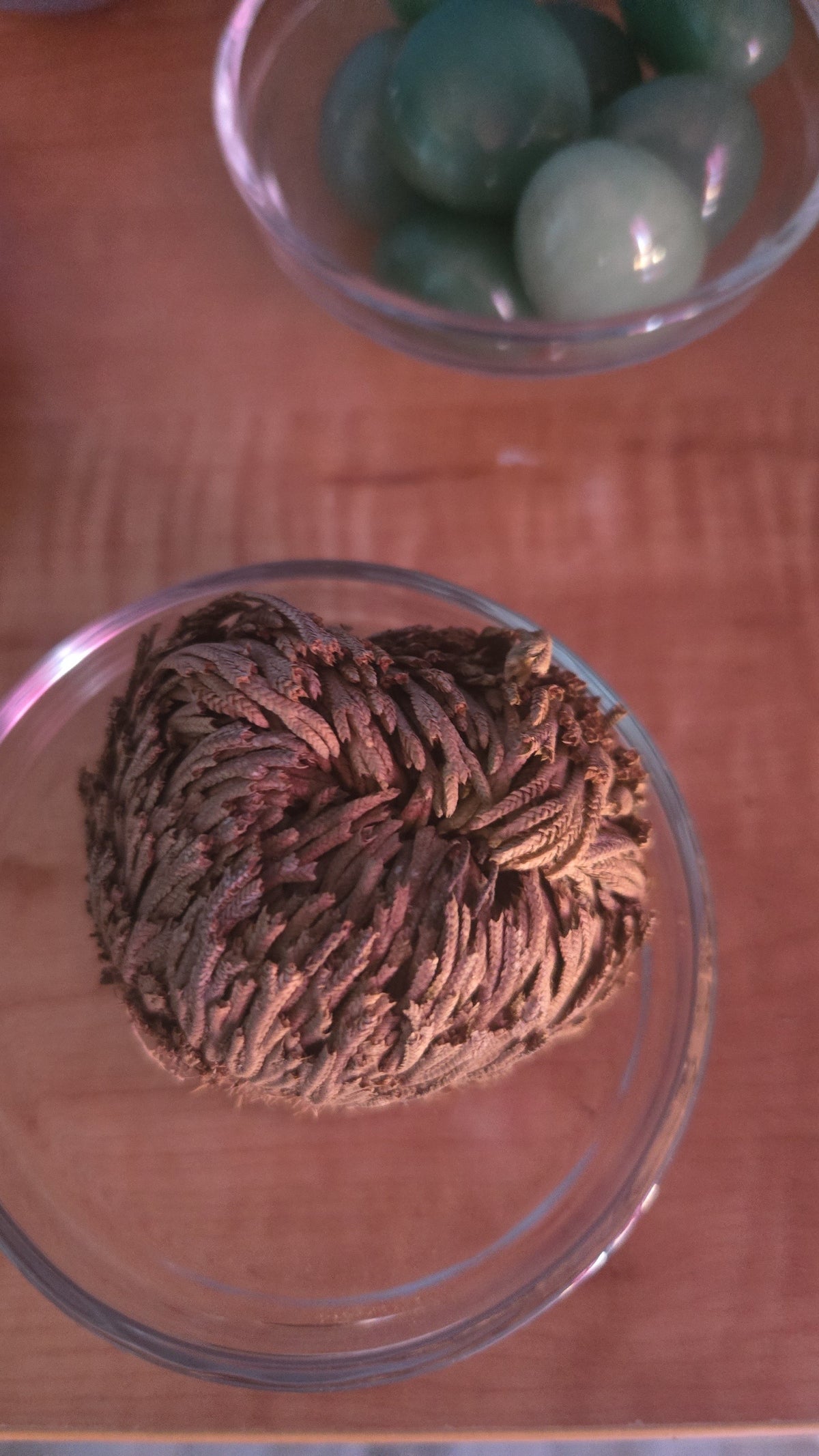 Rose of Jericho