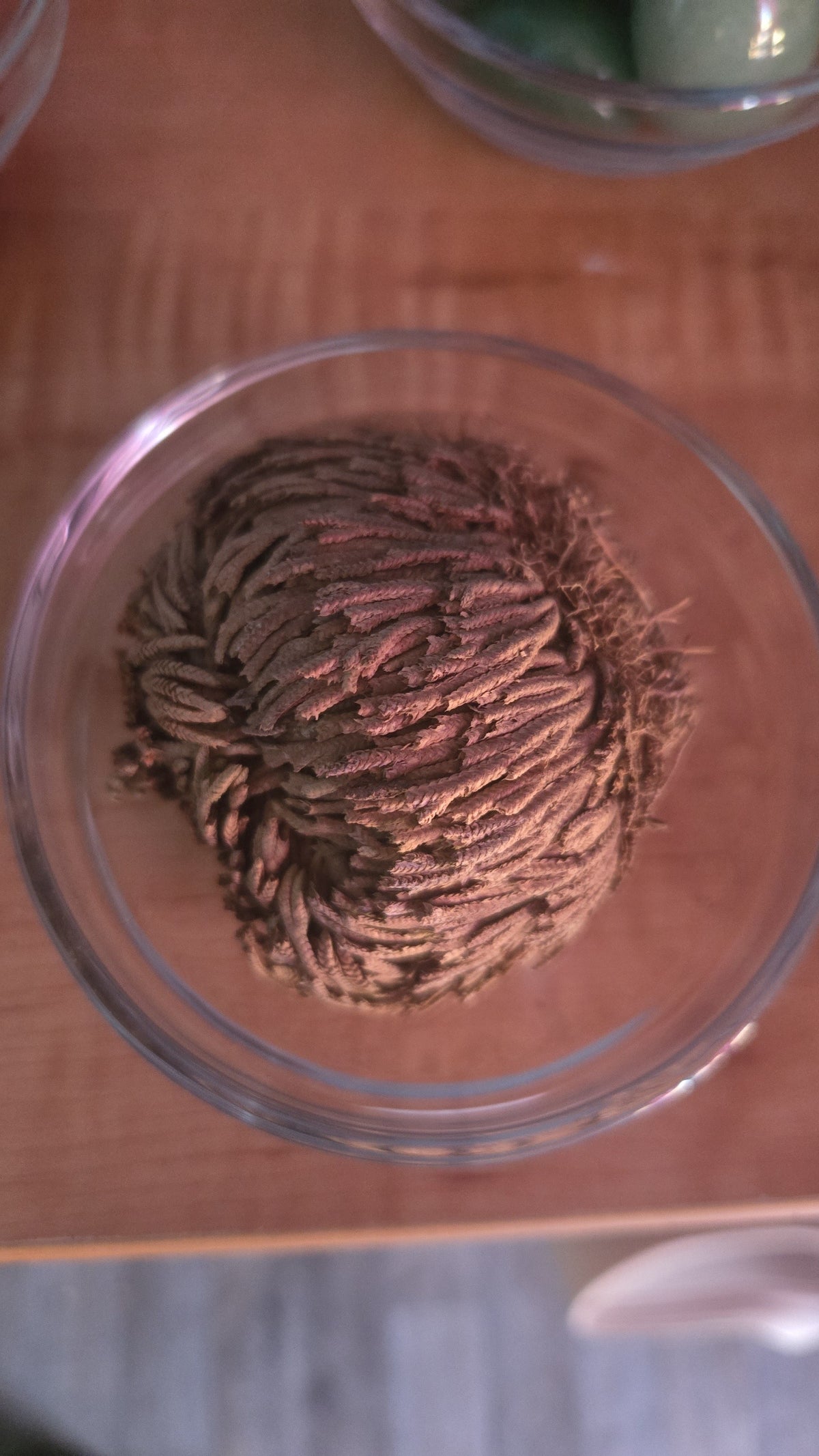 Rose of Jericho