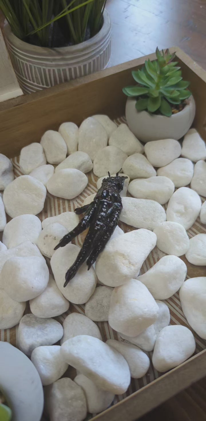 Charmed Protection Chicken Foot for spiritual protection and balance.