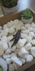 Charmed Protection Chicken Foot for spiritual protection and balance.