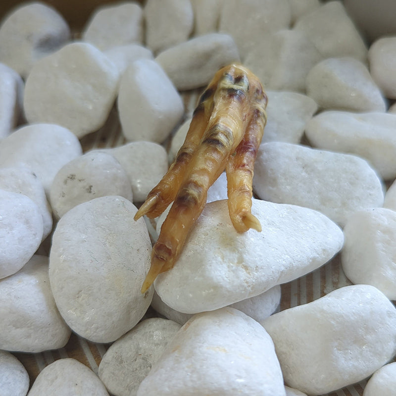 Charmed Chicken Foot for rituals 