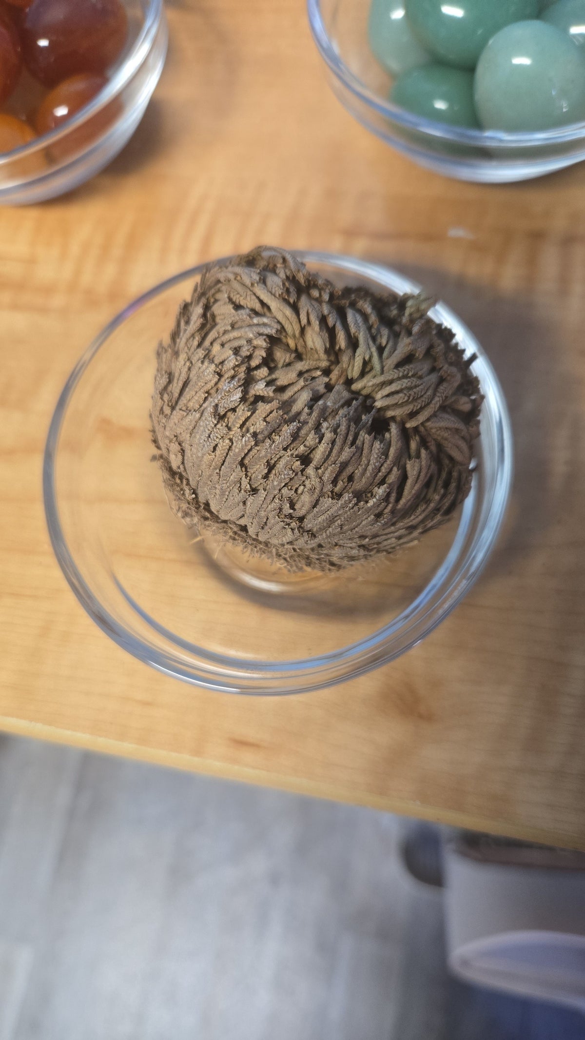 Desert Rose